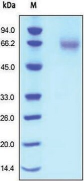 FGFR1/CD331 human recombinant, expressed in HEK 293 cells, &#8805;95% (SDS-PAGE)