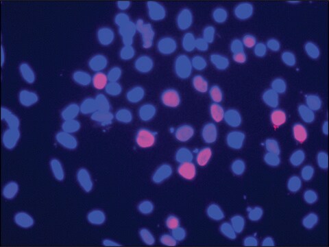 Anti-HOXC4 (N-terminal) antibody produced in rabbit ~1.0&#160;mg/mL, affinity isolated antibody, buffered aqueous solution