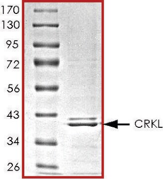 CRKL, His tagged human recombinant, expressed in baculovirus infected Sf9 cells, &#8805;70% (SDS-PAGE), buffered aqueous glycerol solution