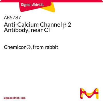 Anti-Calcium Channel &#946; 2 Antibody, near CT Chemicon&#174;, from rabbit