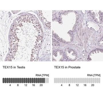 Anti-TEX15 antibody produced in rabbit Prestige Antibodies&#174; Powered by Atlas Antibodies, affinity isolated antibody, buffered aqueous glycerol solution