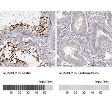 Anti-RBMXL2 antibody produced in rabbit Prestige Antibodies&#174; Powered by Atlas Antibodies, affinity isolated antibody, buffered aqueous glycerol solution