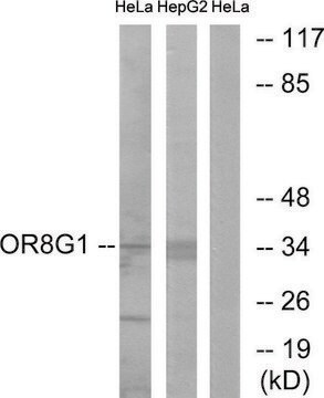 Anti-OR8G1 antibody produced in rabbit affinity isolated antibody