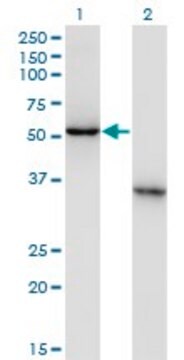 Monoclonal Anti-NXF3, (N-terminal) antibody produced in mouse clone 2C7, purified immunoglobulin, buffered aqueous solution