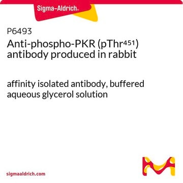 Anti-phospho-PKR (pThr451) antibody produced in rabbit affinity isolated antibody, buffered aqueous glycerol solution