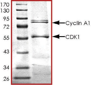 CDK1/CyclinA1, active, GST tagged human PRECISIO&#174; Kinase, recombinant, expressed in baculovirus infected Sf9 cells, &#8805;70% (SDS-PAGE), buffered aqueous glycerol solution