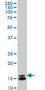 Anti-ID1 Mouse mAb (1F7) liquid, clone 1F7, Calbiochem&#174;