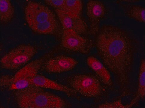 Anti-CIRBP (121-135) antibody produced in rabbit IgG fraction of antiserum, buffered aqueous solution