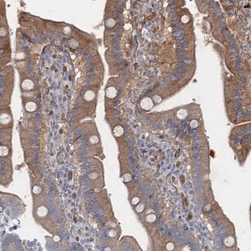 Anti-GDPD3 antibody produced in rabbit Prestige Antibodies&#174; Powered by Atlas Antibodies, affinity isolated antibody, buffered aqueous glycerol solution