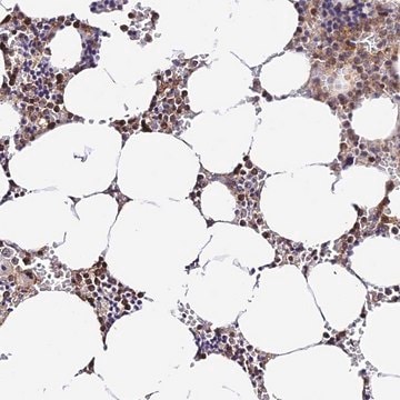 Anti-PRIM1 antibody produced in rabbit Prestige Antibodies&#174; Powered by Atlas Antibodies, affinity isolated antibody, buffered aqueous glycerol solution