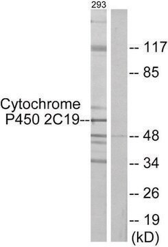 Anti-Cytochrome P450 2C19 antibody produced in rabbit affinity isolated antibody