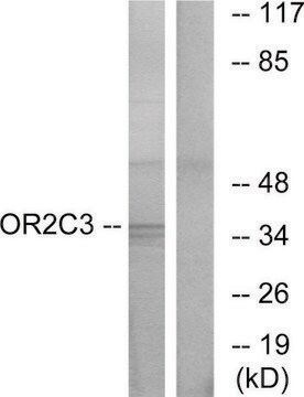 Anti-OR2C3, C-Terminal antibody produced in rabbit affinity isolated antibody