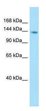 Anti-PTPN21 (C-terminal) antibody produced in rabbit affinity isolated antibody