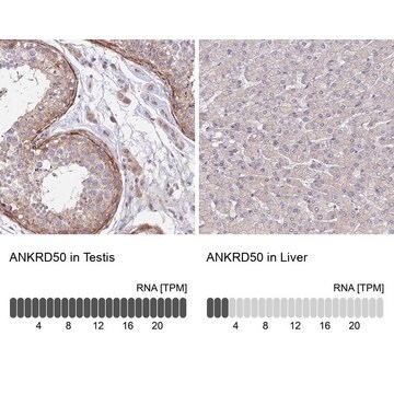 Anti-ANKRD50 antibody produced in rabbit Prestige Antibodies&#174; Powered by Atlas Antibodies, affinity isolated antibody, buffered aqueous glycerol solution