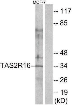 Anti-TAS2R16 antibody produced in rabbit affinity isolated antibody