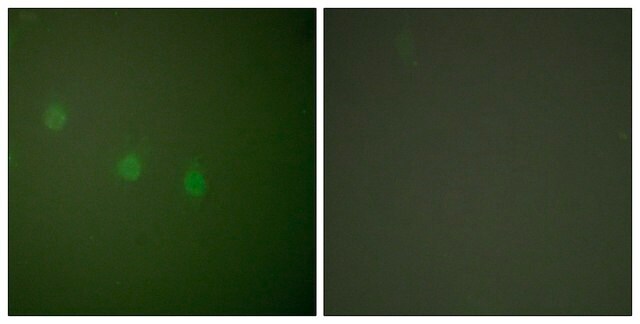 Anti-OCT2 antibody produced in rabbit affinity isolated antibody