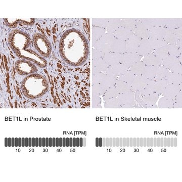 Anti-BET1L antibody produced in rabbit Prestige Antibodies&#174; Powered by Atlas Antibodies, affinity isolated antibody, buffered aqueous glycerol solution