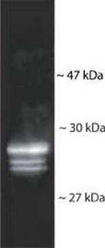 Anti-20S Proteasome Core Subunits Rabbit pAb liquid, Calbiochem&#174;