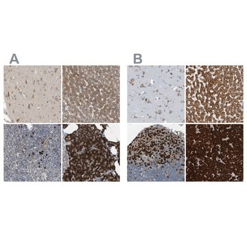 Anti-SSR1 antibody produced in rabbit Prestige Antibodies&#174; Powered by Atlas Antibodies, affinity isolated antibody, buffered aqueous glycerol solution