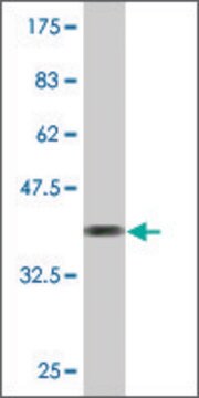 Monoclonal Anti-TMEFF2 antibody produced in mouse clone 1D12, purified immunoglobulin, buffered aqueous solution