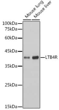 Anti-LTB4R Antibody, clone 4R2X8, Rabbit Monoclonal