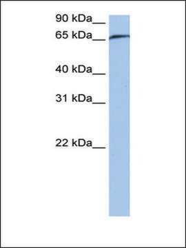 Anti-RABGGTA antibody produced in rabbit affinity isolated antibody