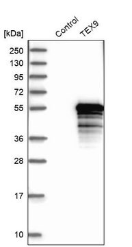 Anti-TEX9 antibody produced in rabbit Prestige Antibodies&#174; Powered by Atlas Antibodies, affinity isolated antibody, buffered aqueous glycerol solution