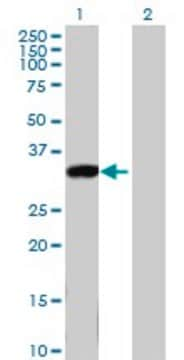 Anti-KLK8 antibody produced in mouse purified immunoglobulin, buffered aqueous solution