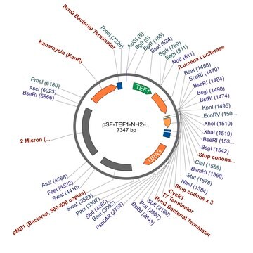 PSF-TEF1-NH2-ILUMENA - SECRETED LUCIFERASE (ILUMINA REPORTER) TAG YEAST PLASMID plasmid vector for molecular cloning