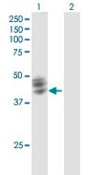 Anti-FUT1 antibody produced in mouse purified immunoglobulin, buffered aqueous solution