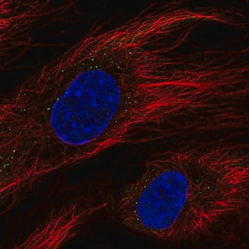 Anti-BCL6B antibody produced in rabbit Prestige Antibodies&#174; Powered by Atlas Antibodies, affinity isolated antibody