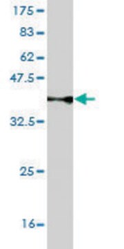 Monoclonal Anti-TLR5 antibody produced in mouse clone 3E4, purified immunoglobulin, buffered aqueous solution