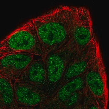 Anti-CCNC antibody produced in rabbit Prestige Antibodies&#174; Powered by Atlas Antibodies, affinity isolated antibody