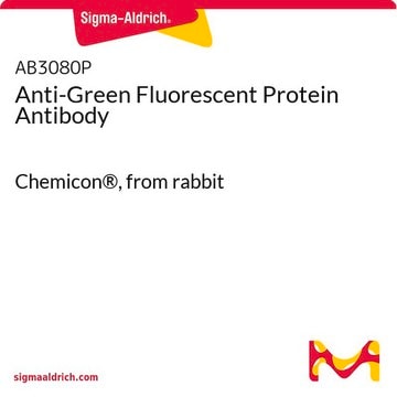 Anticuerpo anti-proteína fluorescente verde Chemicon&#174;, from rabbit