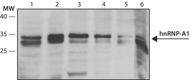 Anti-hnRNP-A1 antibody, Mouse monoclonal ~2&#160;mg/mL, clone 4B10, purified from hybridoma cell culture