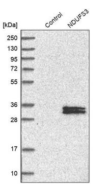 Anti-NDUFS3 antibody produced in rabbit Prestige Antibodies&#174; Powered by Atlas Antibodies, affinity isolated antibody, buffered aqueous glycerol solution