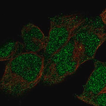 Anti-POLE antibody produced in rabbit Prestige Antibodies&#174; Powered by Atlas Antibodies, affinity isolated antibody