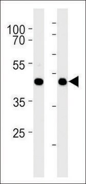 ANTI-MOUSE GPR68 (CENTER) antibody produced in rabbit affinity isolated antibody, buffered aqueous solution