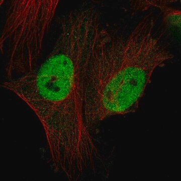 Anti-CTDSPL2 antibody produced in rabbit Prestige Antibodies&#174; Powered by Atlas Antibodies, affinity isolated antibody