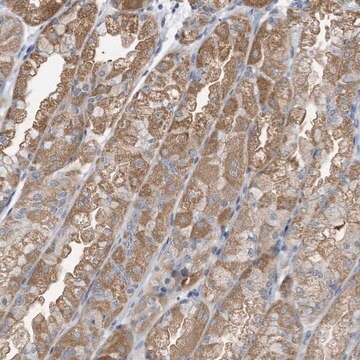 Anti-LDAH antibody produced in rabbit Prestige Antibodies&#174; Powered by Atlas Antibodies, affinity isolated antibody, buffered aqueous glycerol solution