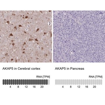 Anti-AKAP5 antibody produced in rabbit Prestige Antibodies&#174; Powered by Atlas Antibodies, affinity isolated antibody, buffered aqueous glycerol solution