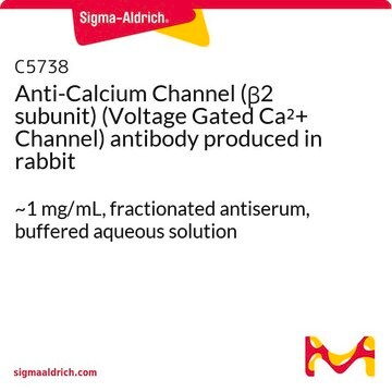 Anti-Calcium Channel (&#946;2 subunit) (Voltage Gated Ca2+ Channel) antibody produced in rabbit ~1&#160;mg/mL, fractionated antiserum, buffered aqueous solution