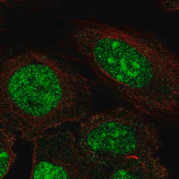 Anti-ZNF300 antibody produced in rabbit Prestige Antibodies&#174; Powered by Atlas Antibodies, affinity isolated antibody