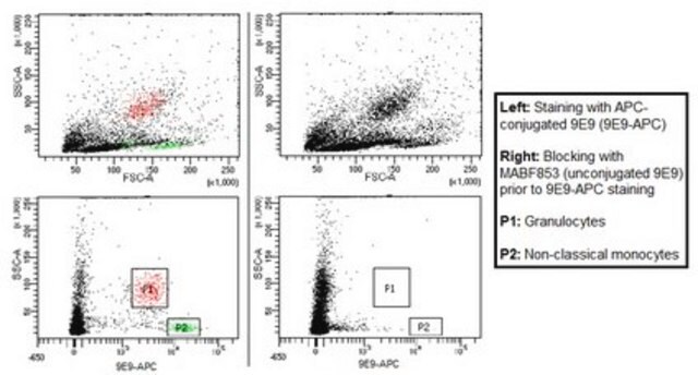 Anti-FcgRIV (CD16-2) Antibody, clone 9E9 clone 9E9, from hamster(Armenian)