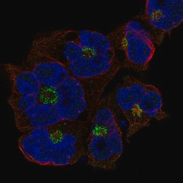 Przeciwciało anty-St8Sia4 wytwarzane u królików Prestige Antibodies&#174; Powered by Atlas Antibodies, affinity isolated antibody, buffered aqueous glycerol solution