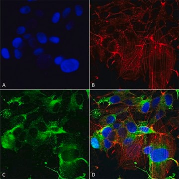 Monoclonal Anti-Gfap - Fitc antibody produced in mouse clone S206B-9, purified immunoglobulin