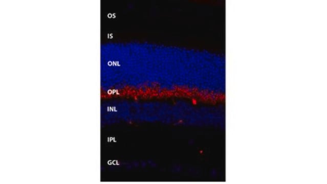 Anti-TMEM16B Antibody, clone 13B8 clone 13B8, from mouse