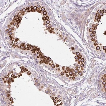 Anti-CFAP47 antibody produced in rabbit Prestige Antibodies&#174; Powered by Atlas Antibodies, affinity isolated antibody, buffered aqueous glycerol solution