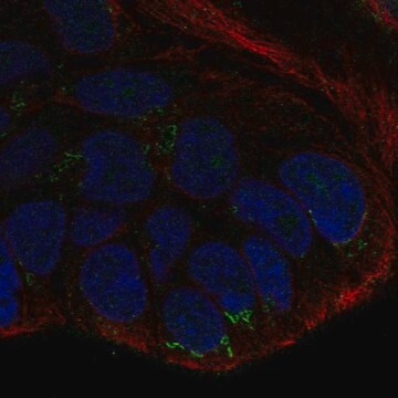 Anti-WNT10B antibody produced in rabbit Prestige Antibodies&#174; Powered by Atlas Antibodies, affinity isolated antibody