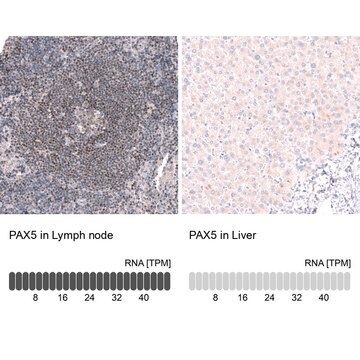 Monoclonal Anti-Pax5 Antibody Produced In Mouse Prestige Antibodies&#174; Powered by Atlas Antibodies, clone CL14548, affinity isolated antibody, buffered aqueous glycerol solution